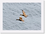 17haahkat Eiders * 800 x 582 * (299KB)